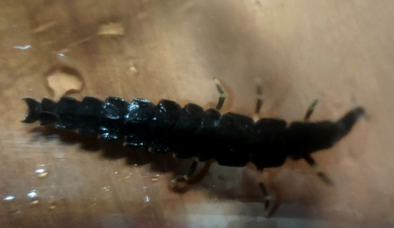 반딧불이유충사진 밝은데서 찍어서 꼬리가 빛나고 있지는 않음