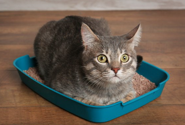 화장실에 앉는 고양이.