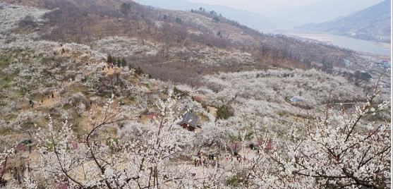 매화