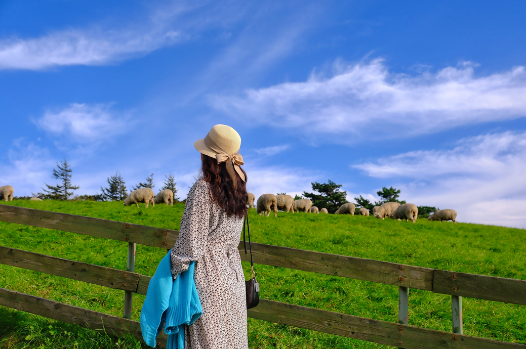 대관령 양떼 목장의 이쁜 풍경