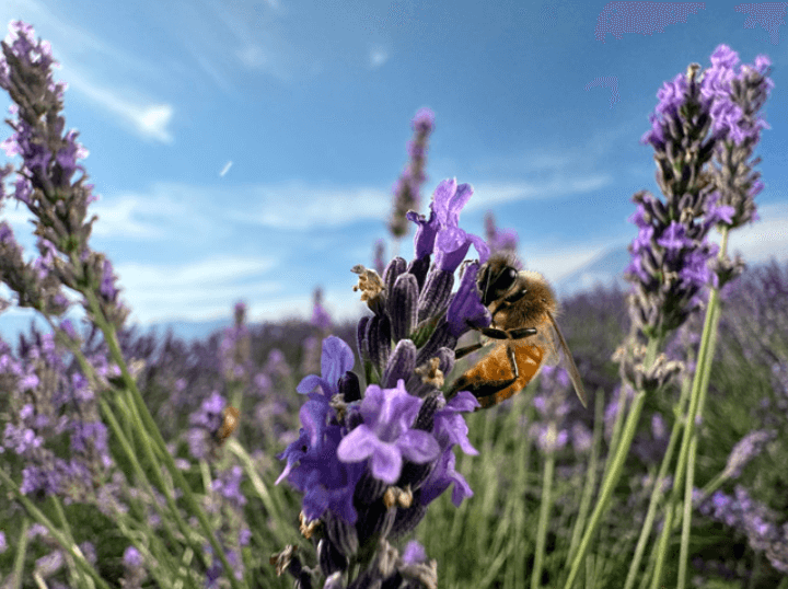 보라색 꽃을 가까이서 찍은 사진
