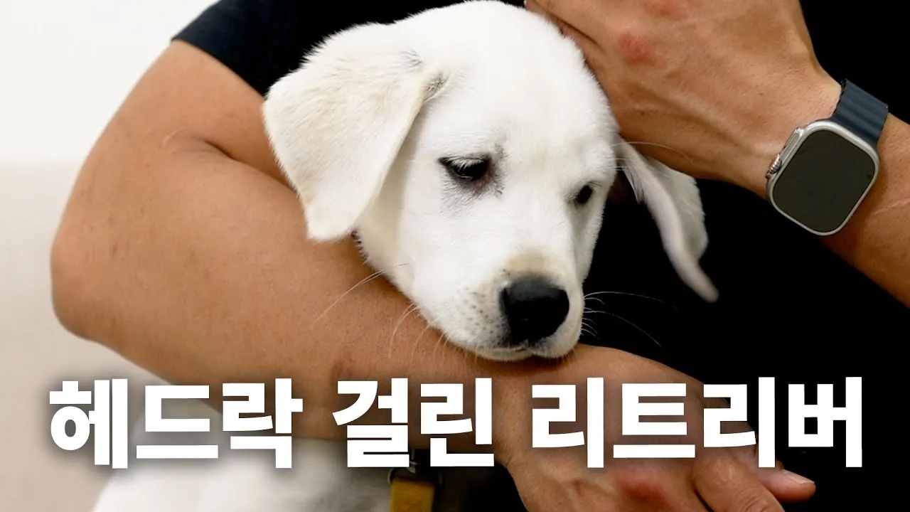 래브라도 리트리버 분양 가격 성격 장단점_1