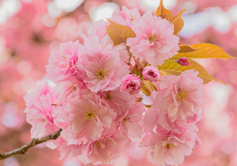 3월 여행가는 달 봄꽃 여행지,문화관관부 지원 혜택 총정리에 관한 사진