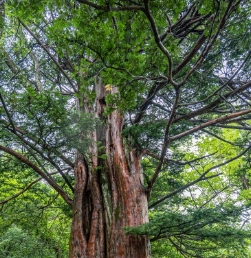 발왕산 케이블카 예약 요금 할인 운행시간