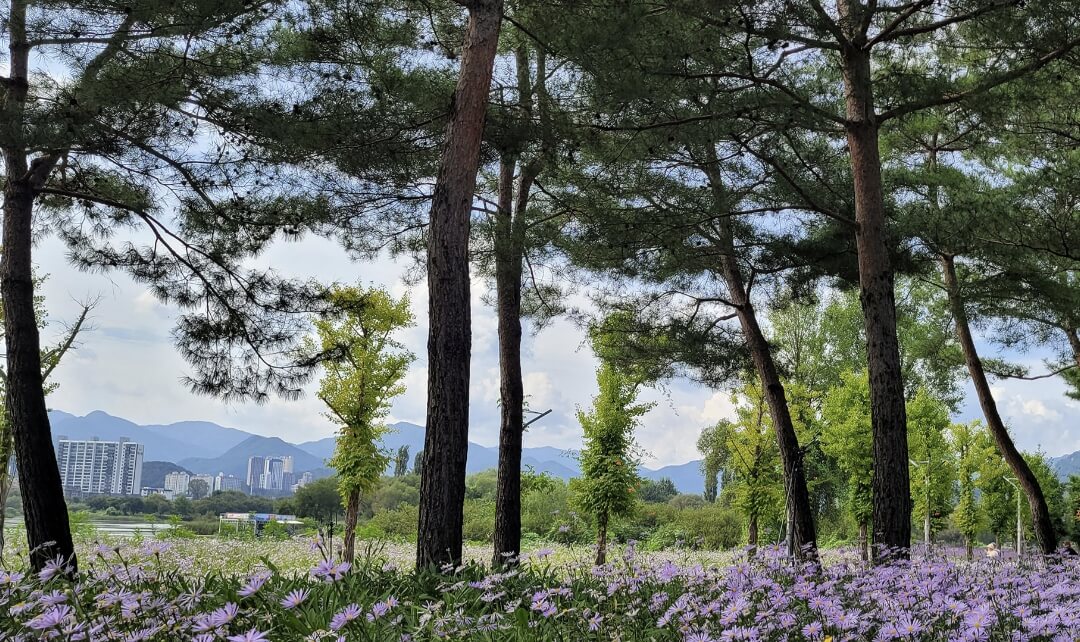 Colorful Garden 자라섬 꽃 페스타