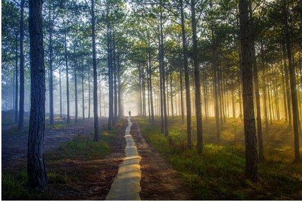 산림복지바우처
