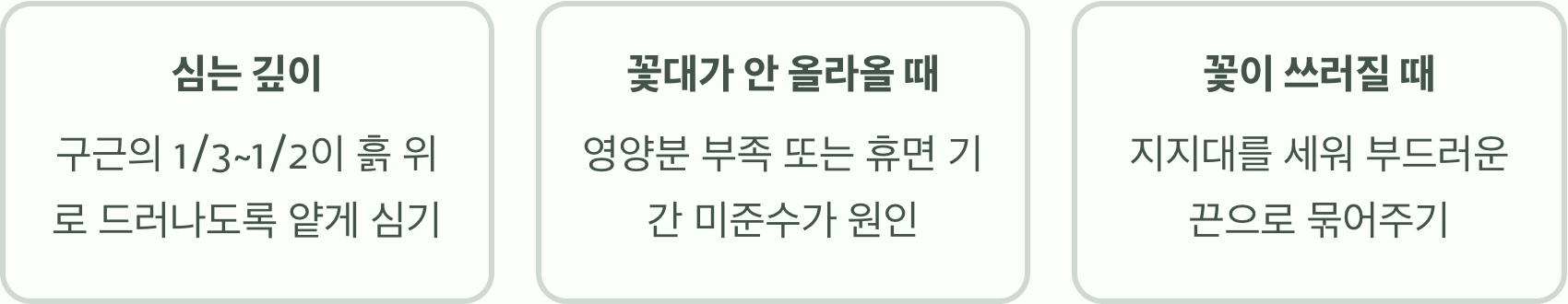 아마릴리스구근 키우기, 당신이 알아야 할 장점과 단점