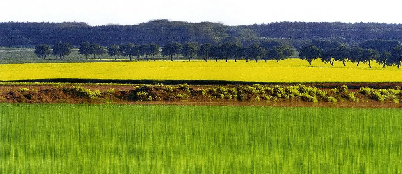 Jörg Sasse, tableaux et esquisses