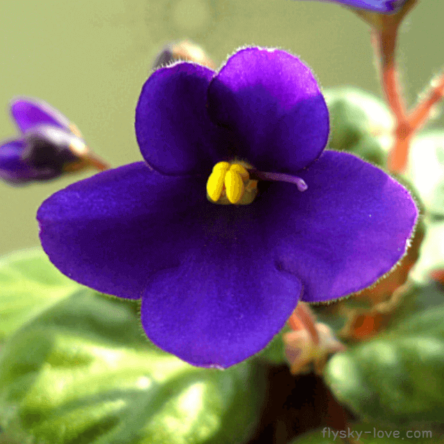 바이올렛 (Violet)