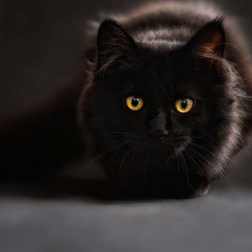 새끼 고양이 울음 소리