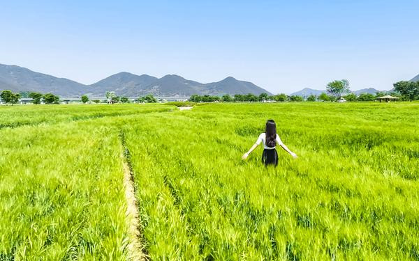 2025 함안 청보리 작약축제 일정, 위치, 볼거리 총정리(5/9~5/11)