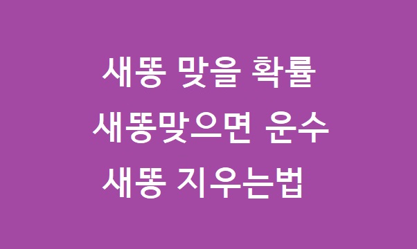 새똥 맞을 확률