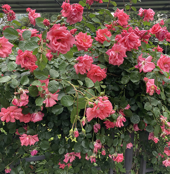 중랑 서울 장미 축제 - 5월 21일 현재 개화 상태