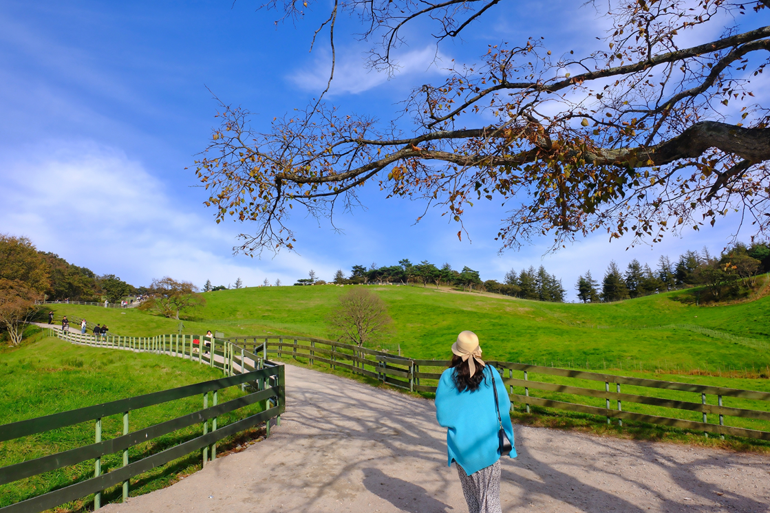 대관령 양떼 목장 풍경