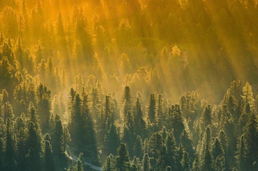 국립자연휴양림-예약방법-성수기