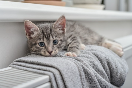 소파에서 자는 고양이.