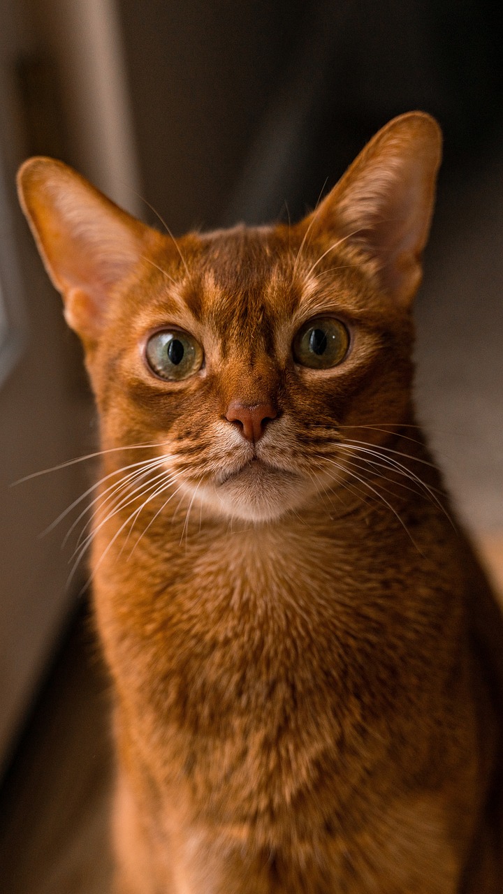 아비시니안(Abyssinian)
