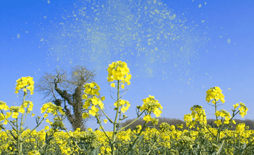 꽃가루 알레르기 치료법