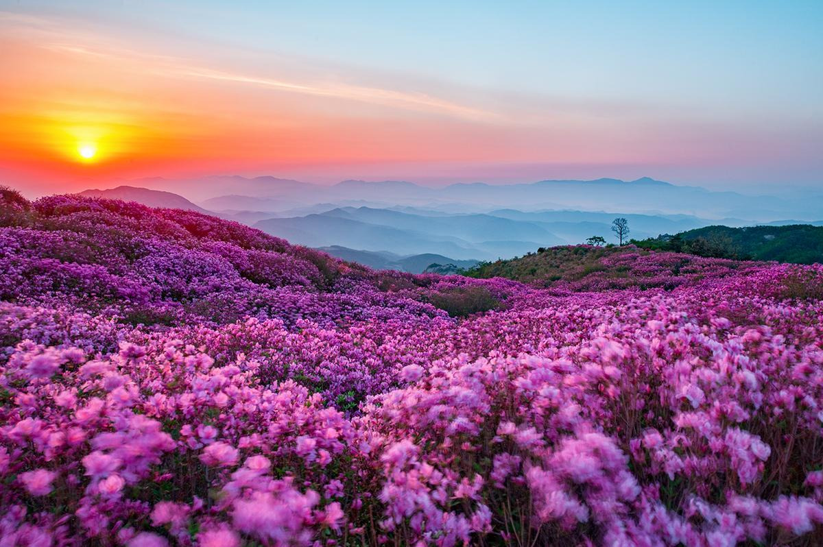 합천 황매산 철쭉축제