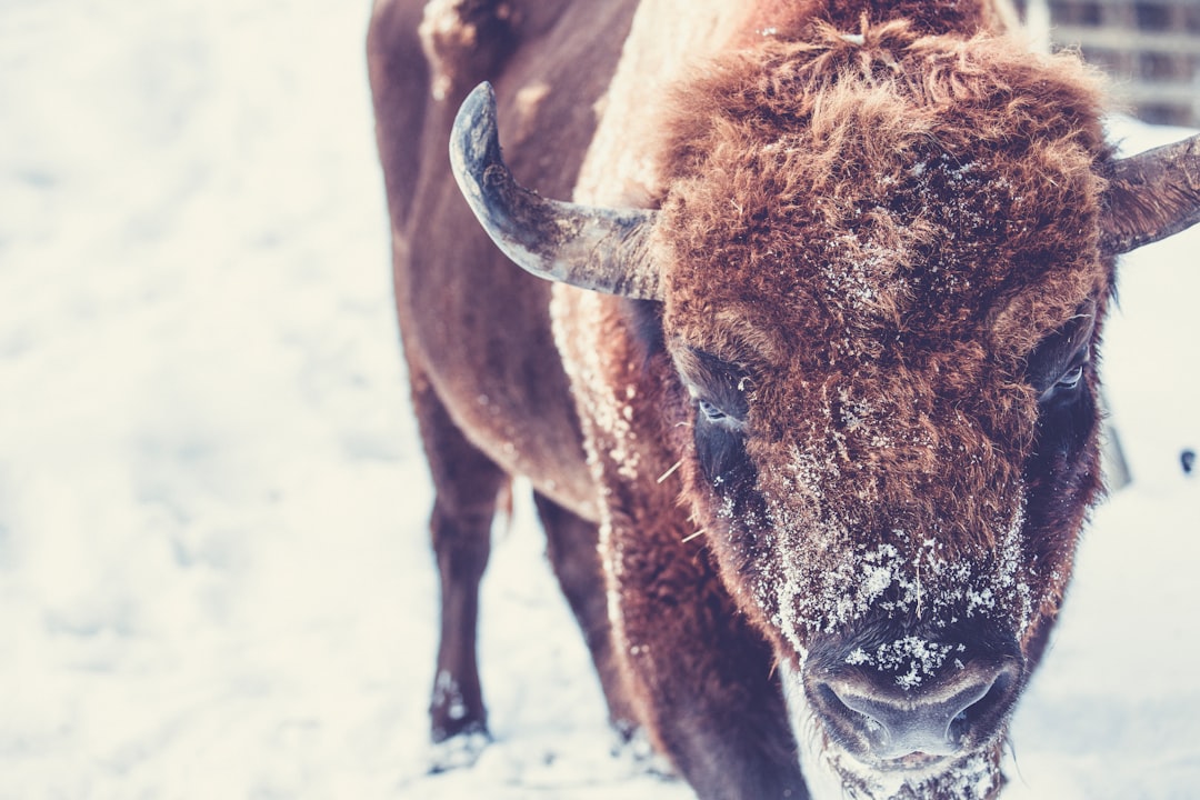 Ox