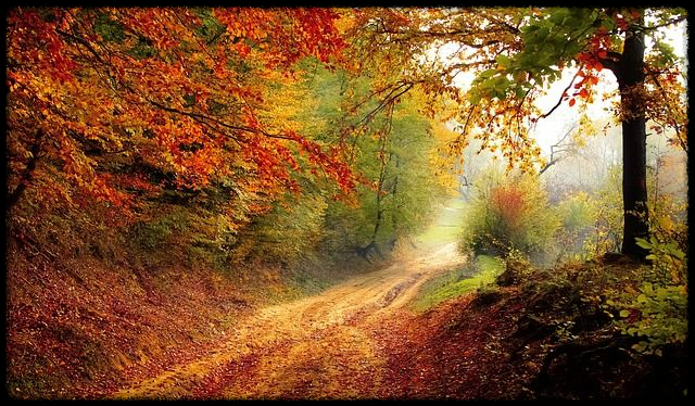 장태산 자연휴양림 가을 단풍 명소&amp;#44; 예약 방법과 필수 확인 사항