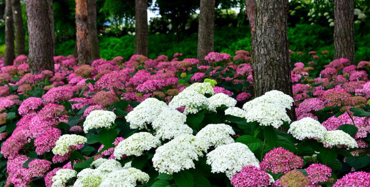 2025 유구색동수국정원 꽃 축제