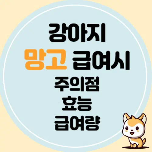 강아지 망고, 먹어도 될까? 효능, 주의점, 적정 급여량