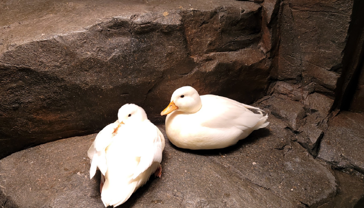 가평 신비동물원