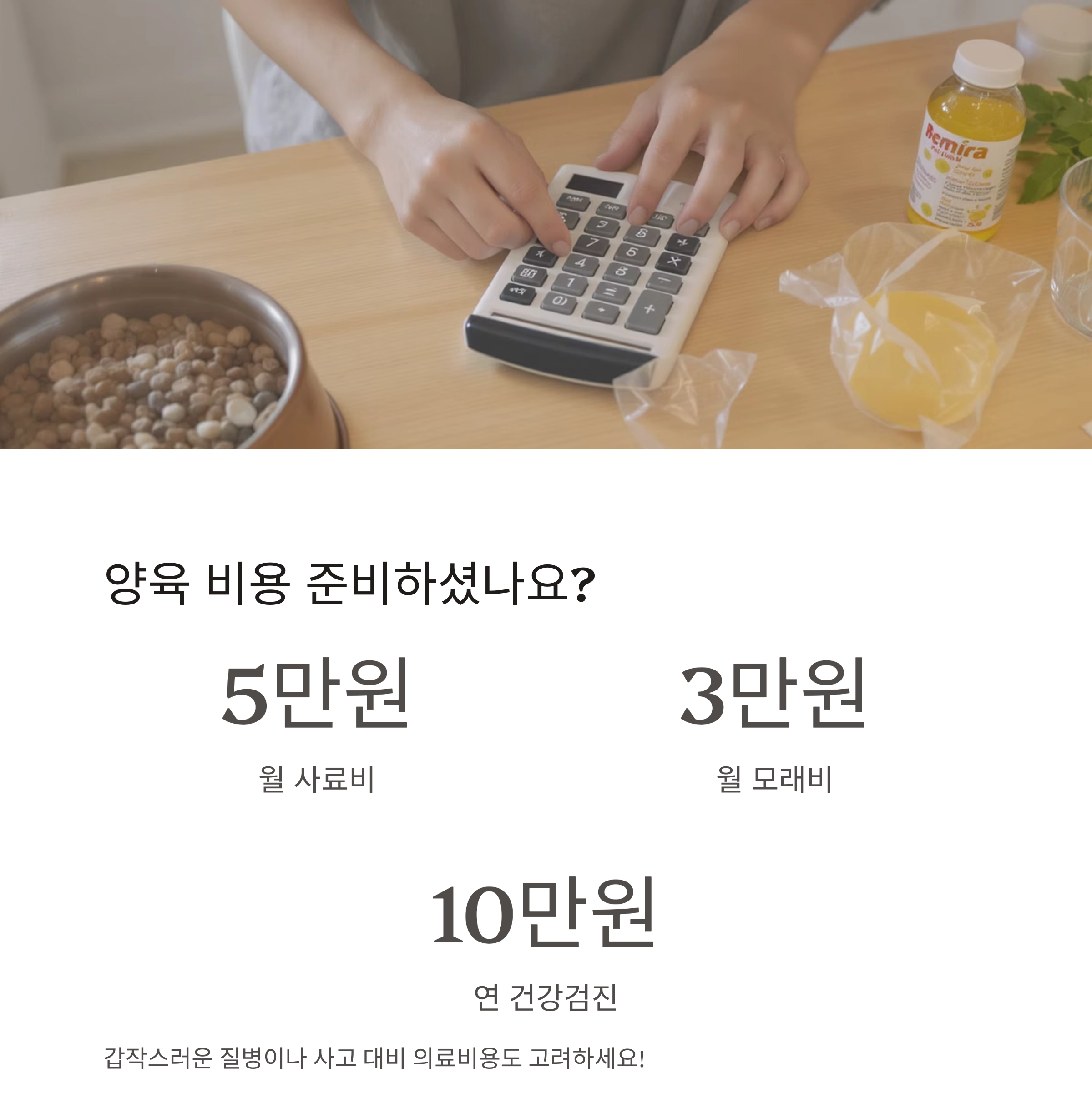 후회 없는 선택을 위한 고양이 입양 전 체크리스트