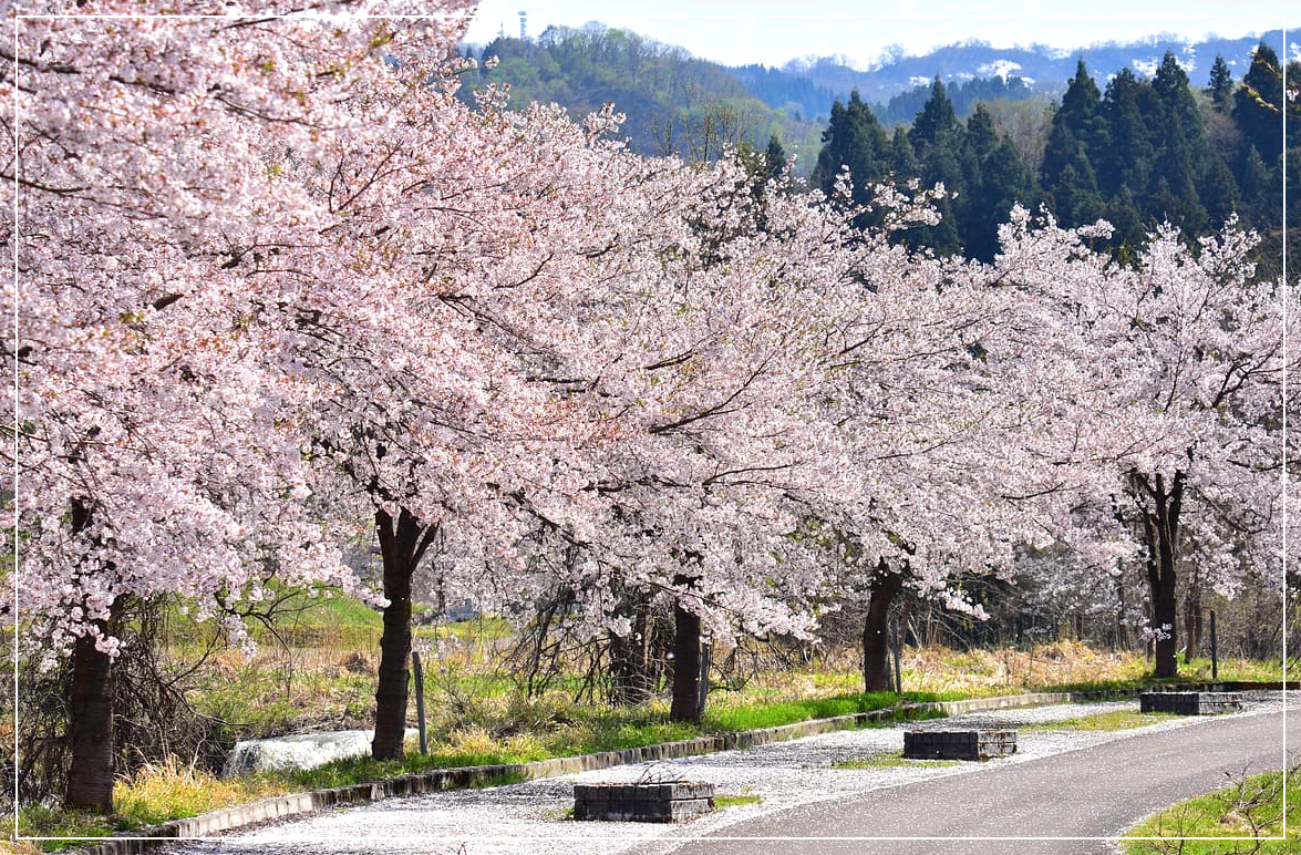 봄꽃여행지추천 4월 충청지역여행지추천
