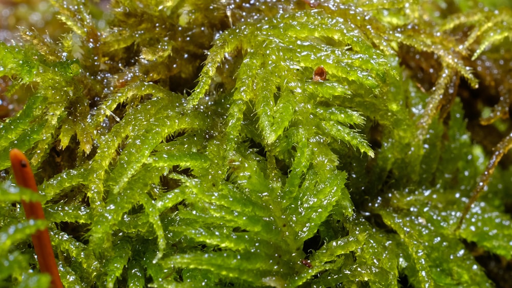 해조류 관련 이미지