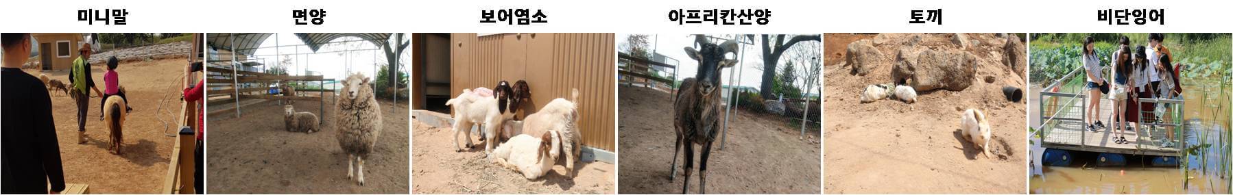 동물농장(대)