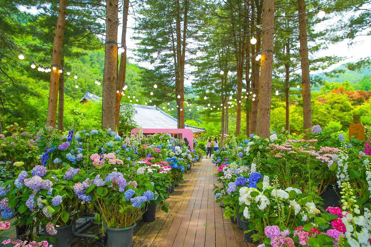 2025 아침고요수목원 수국전시회 개막! 관람 포인트 총정리 (5.31~6.22)