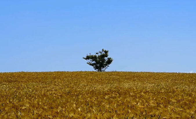국내 봄 여행지