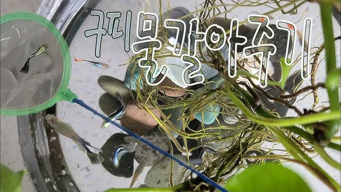 구피 키우기와 건강하게 번식시키는 팁_5