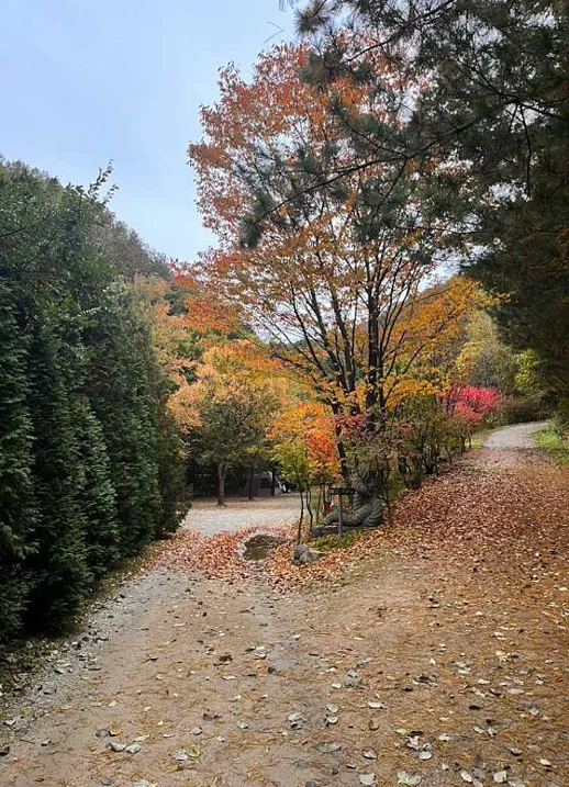 횡성자연휴양림