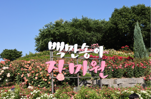 부천 장미축제