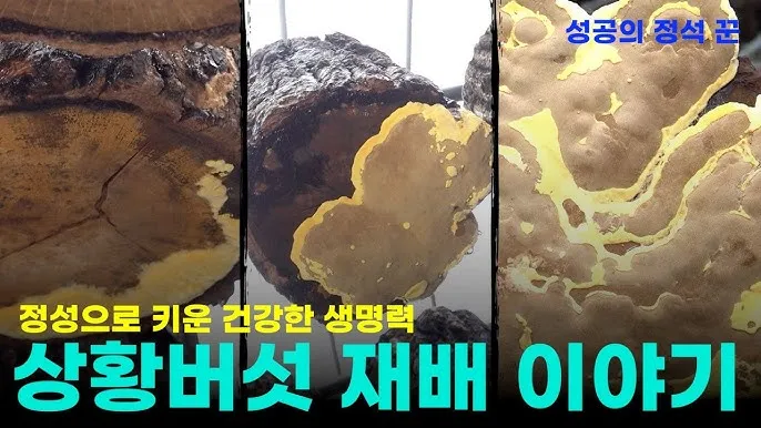 상황버섯 재배 톱밥 배지 균사 배양 환기 관리_8