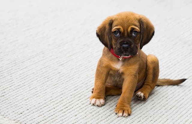 canine atopic dermatitis