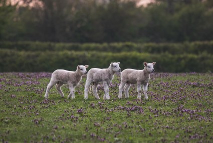 2026 양띠 신년운세 총정리 , 무료운세 사이트