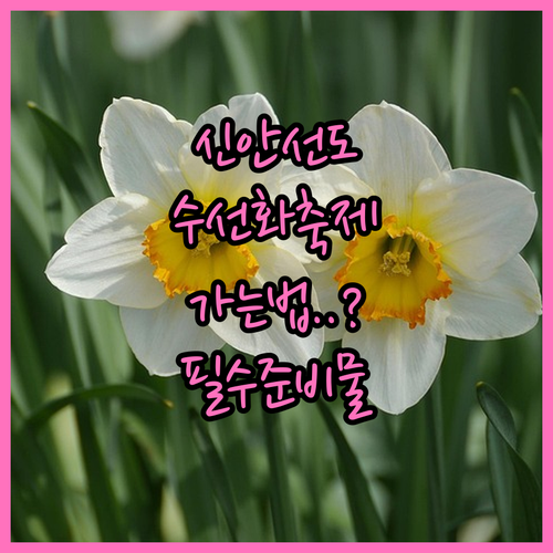 3월 전남 신안 여행 선도 수선화 축..
