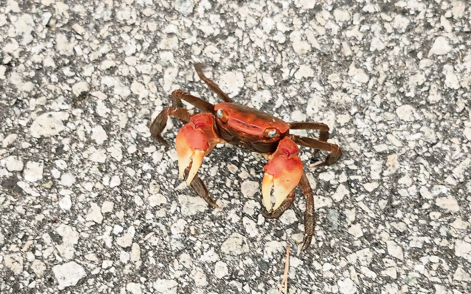 변산반도 휴양림 꽃게