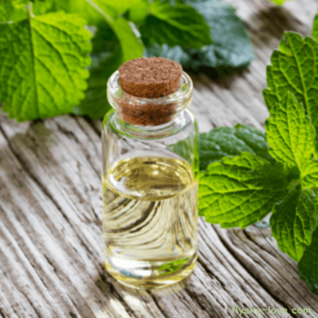 멜리사 (Melissa), 멜리사 오일