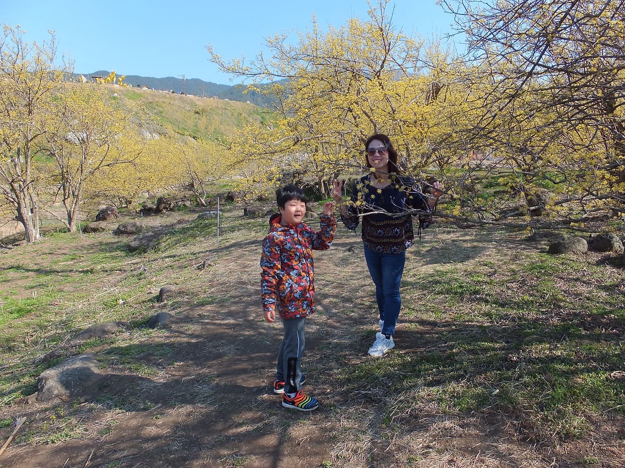 산수유 꽃속에서 사진 찍는 똘망이와 아내
