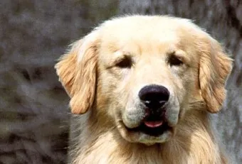 골든 리트리버 분양 가격 성격 장단점_2