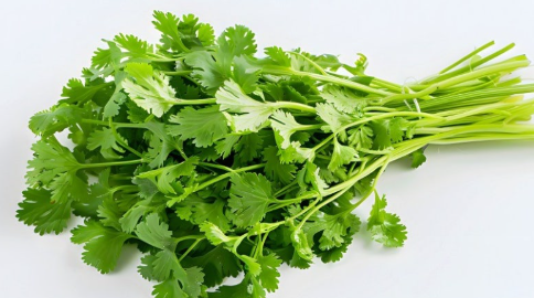고수(Coriander, Cilantro) 관련 사진