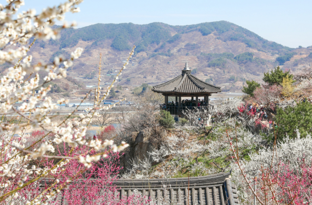 광양매화축제 행사