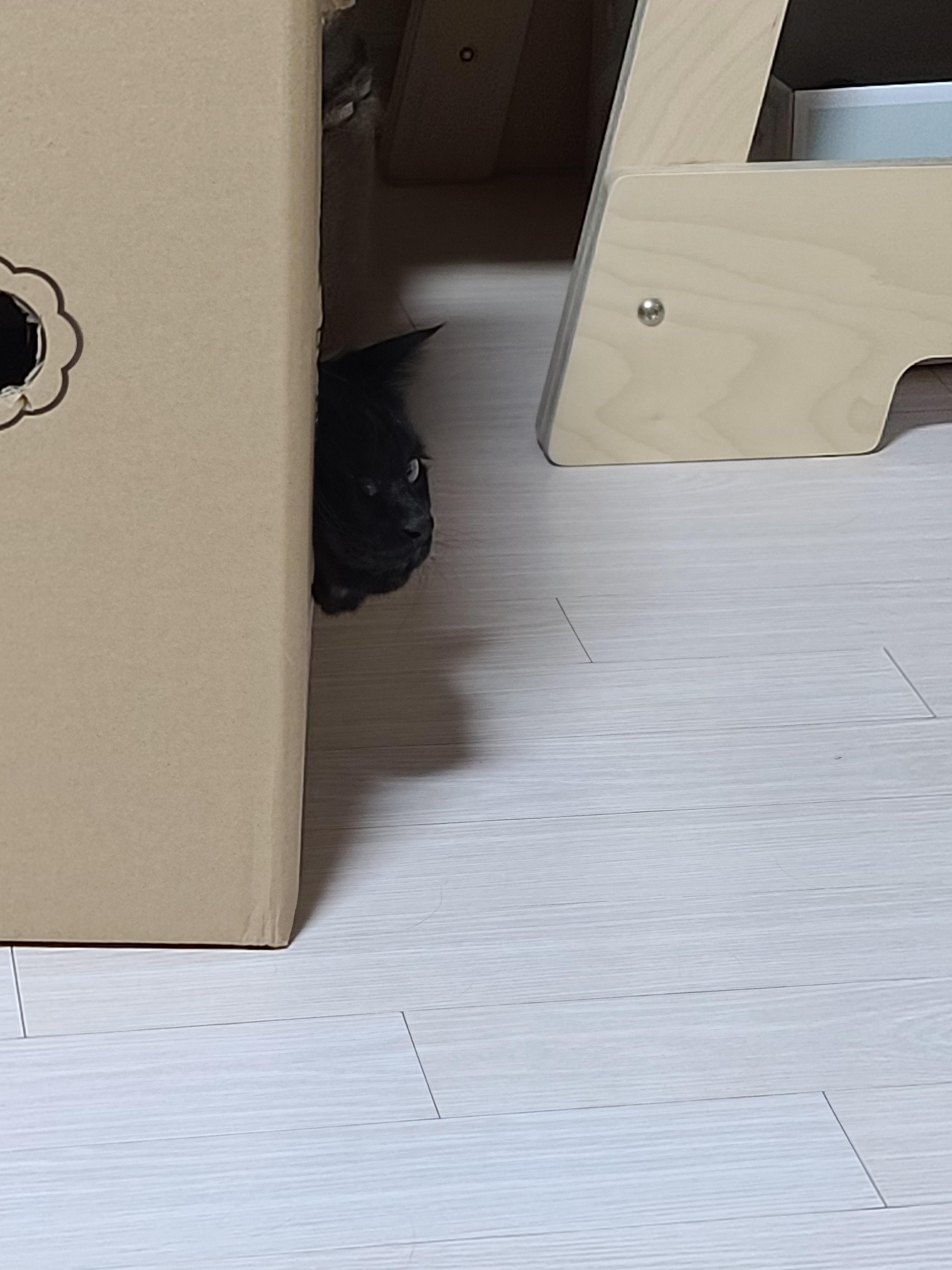 삐진 고양이 기분 풀어주기 (feat.고양이랑 놀아주는 방법)