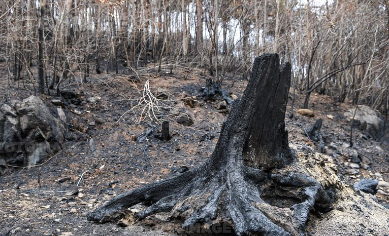 의성산불 자원봉사 신청방법