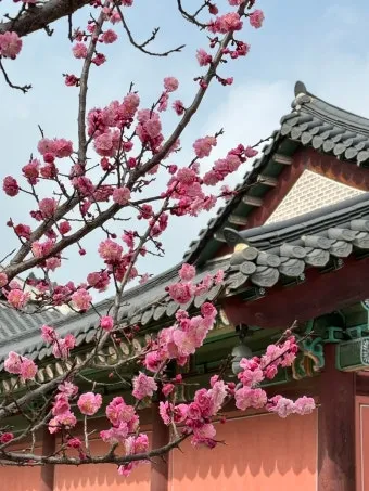 창덕궁 만첩홍매화 개화시기 명소_14